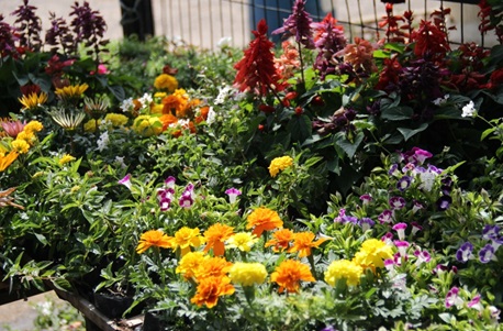 CEAGESP EM FLOR: Só regar basta? Saiba como prevenir o estresse térmico de suas plantas