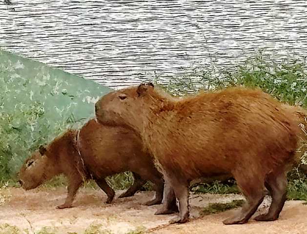 Força-tarefa tenta novamente capturar capivara “Ludimila” nesta quinta-feira