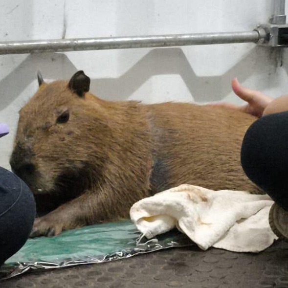 Prefeitura divulga release colocando ‘ponto final’ à novela da capivara: Ludmilo está em segurança e sem a argola no corpo