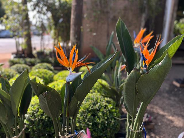 Ceagesp em Flor em setembro: 9 opções para decorar qualquer ambiente com plantas tropicais em vasos