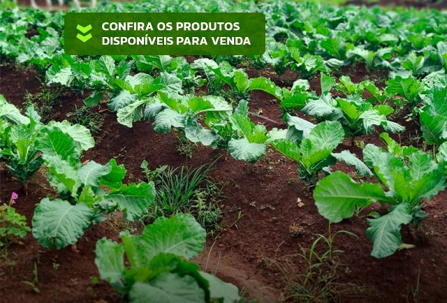 HORTAS MUNICIPAIS: VENDA DE PRODUTOS NESTA QUINTA-FEIRA (02/04) EM APENAS TRÊS LOCAIS