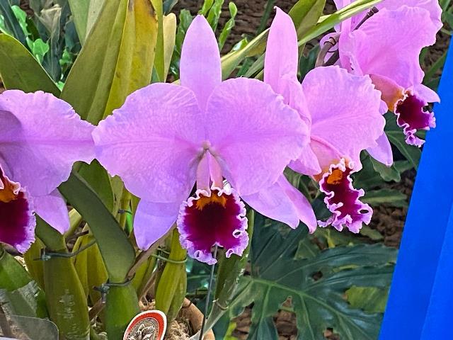 Bauru recebe Festival de Orquídeas e Suculentas neste fim de semana com mais de 10 mil plantas