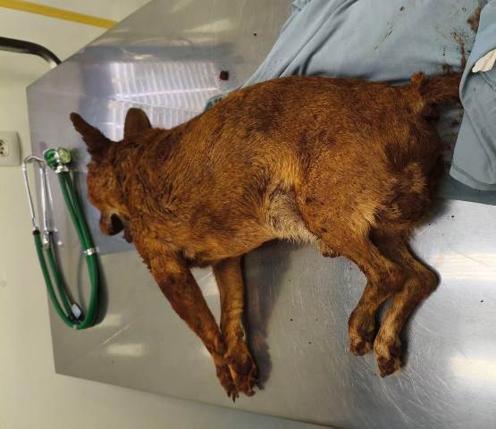 Cão enterrado vivo em Jaú não resiste após atendimento na Clínica Veterinária Municipal: busca é pelo autor da crueldade
