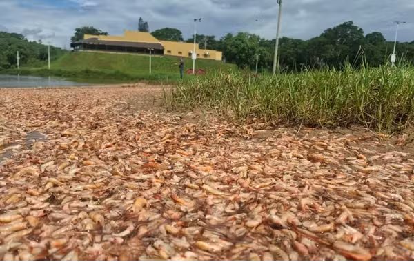 Mortandade de camarões no Rio Tietê chama atenção e mobiliza órgãos ambientais