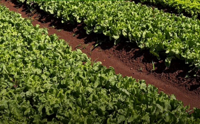 HORTAS MUNICIPAIS: VENDA DE PRODUTOS NESTA QUINTA-FEIRA (28/05) EM 11 LOCAIS